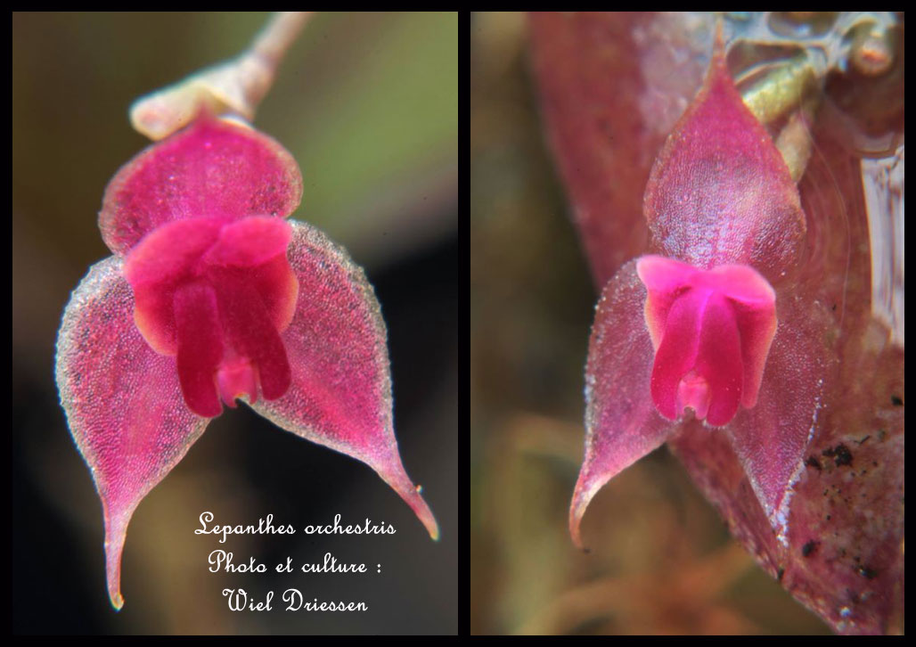 その他観葉植物 Lepanthes orchestris Lepanthes orchestris